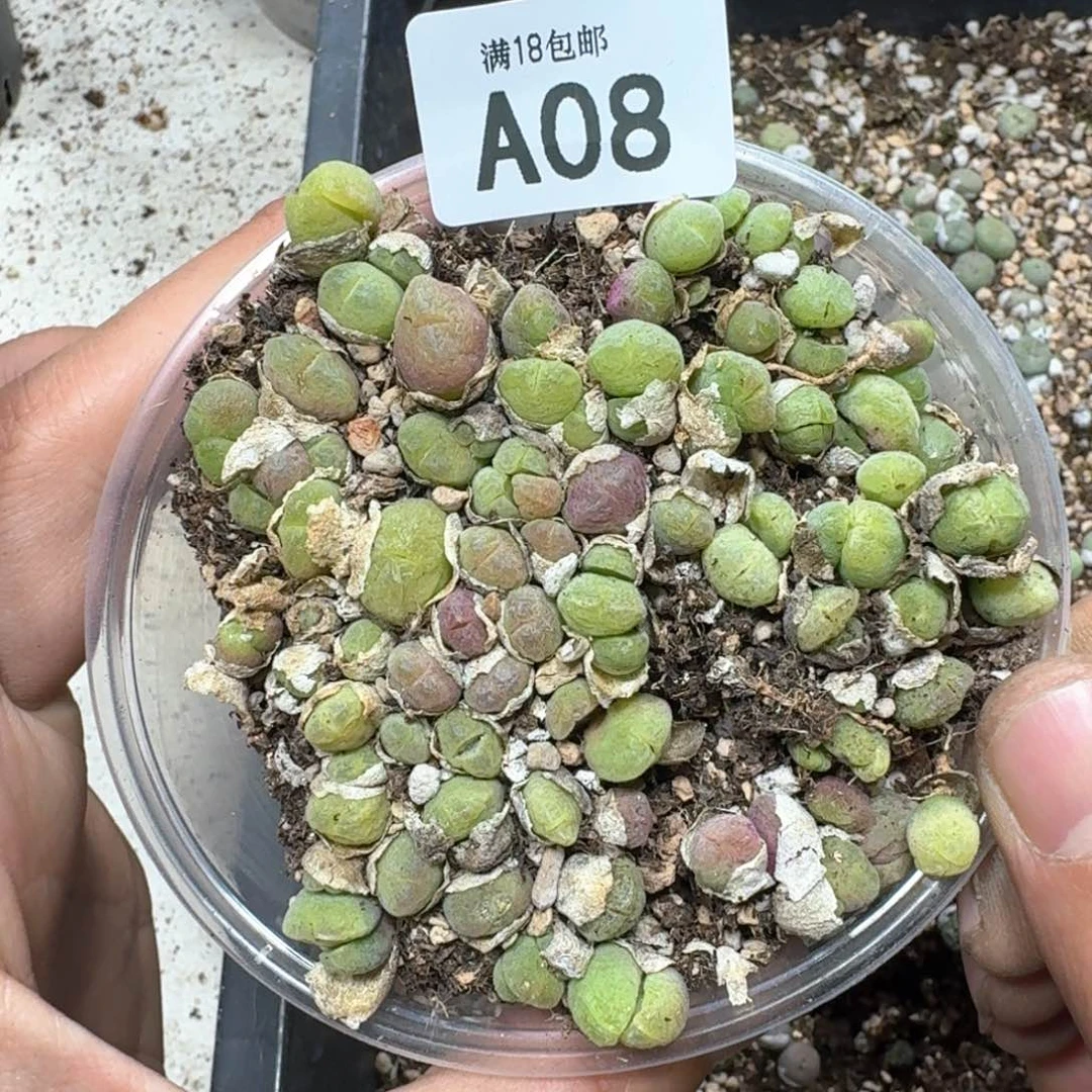 A08。毛翠滴一盒。多肉植物