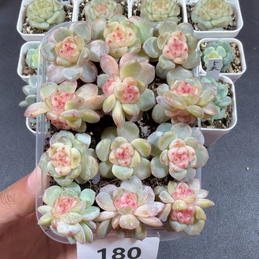 甜心12个一物一拍180