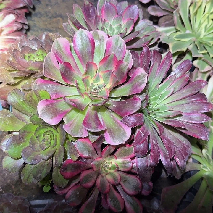 6颗法师不同品种亏本福利