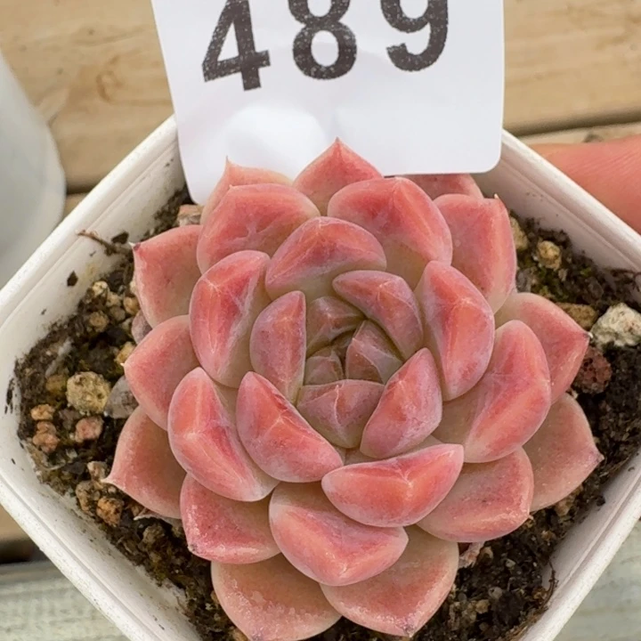 冰魄福利            多肉植物