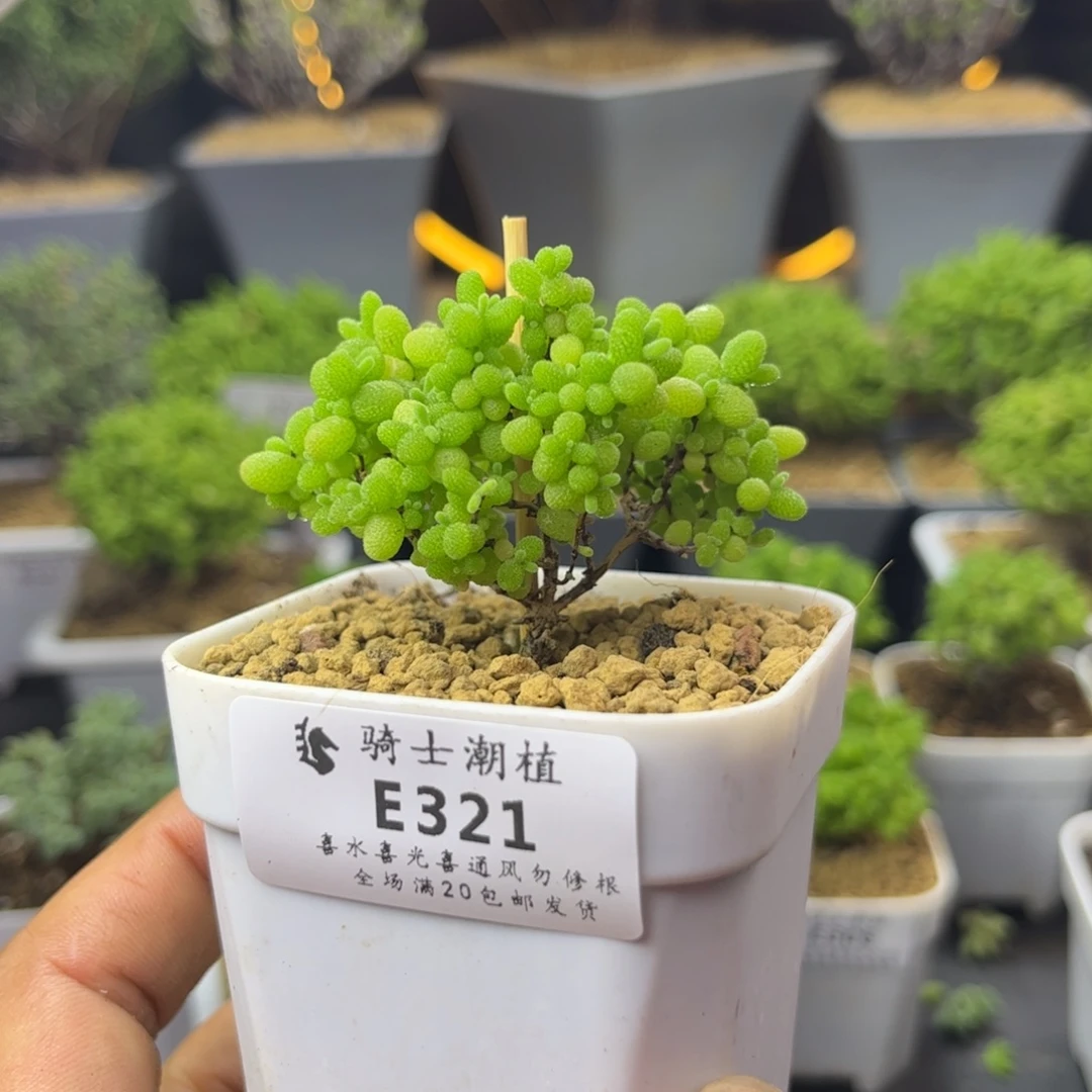 321蜜橘糖球枝干番杏