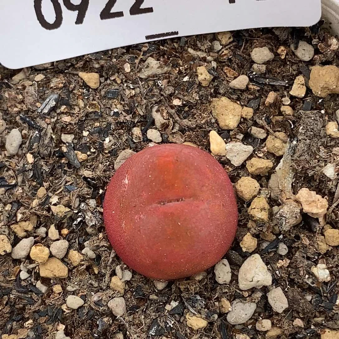 0922-13-水蜜桃福利。