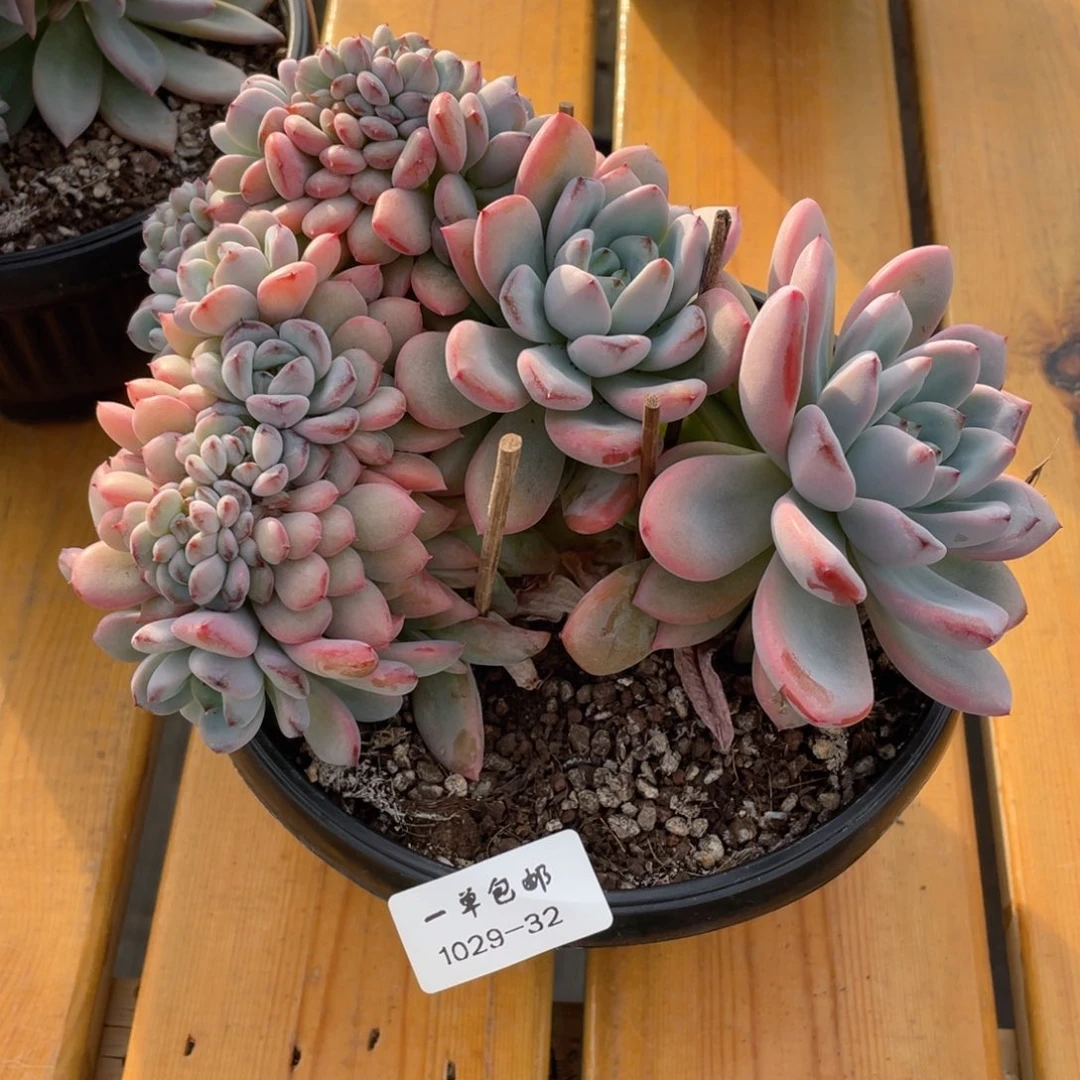 孤****）1029-32-星星雪缀化。。。。。。