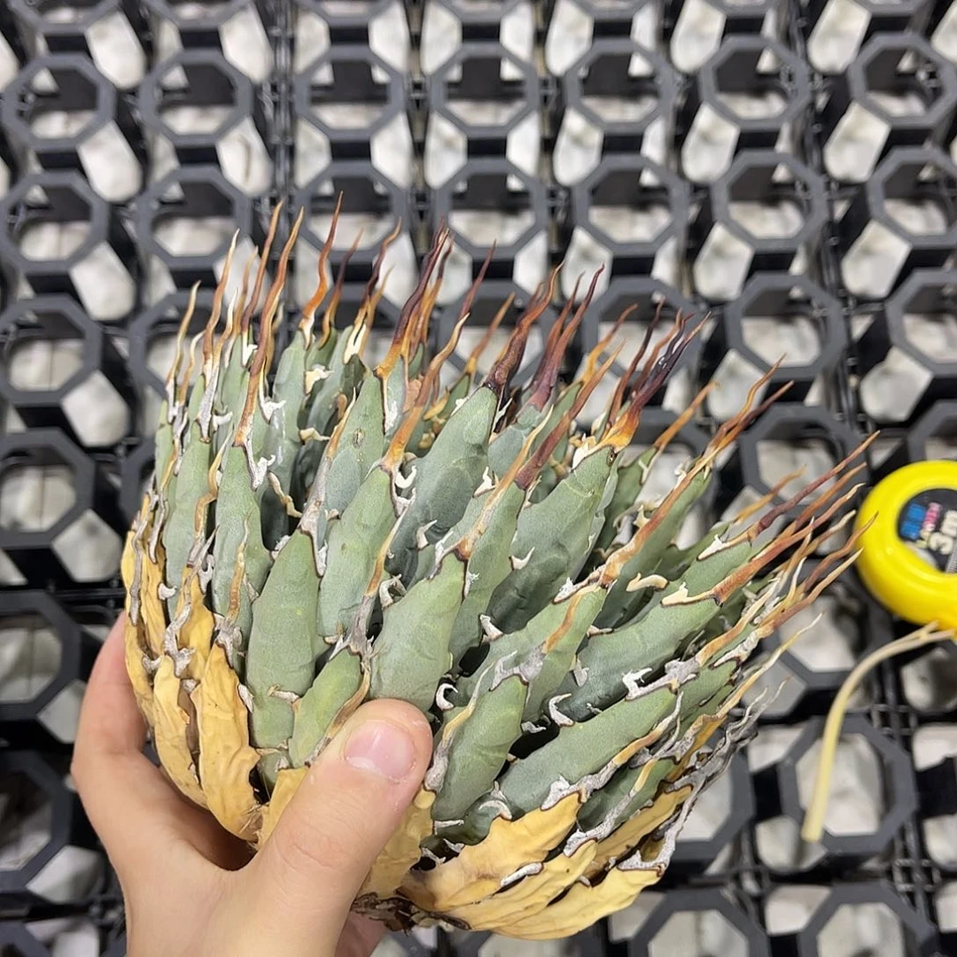 生桩妖炎好价好养
