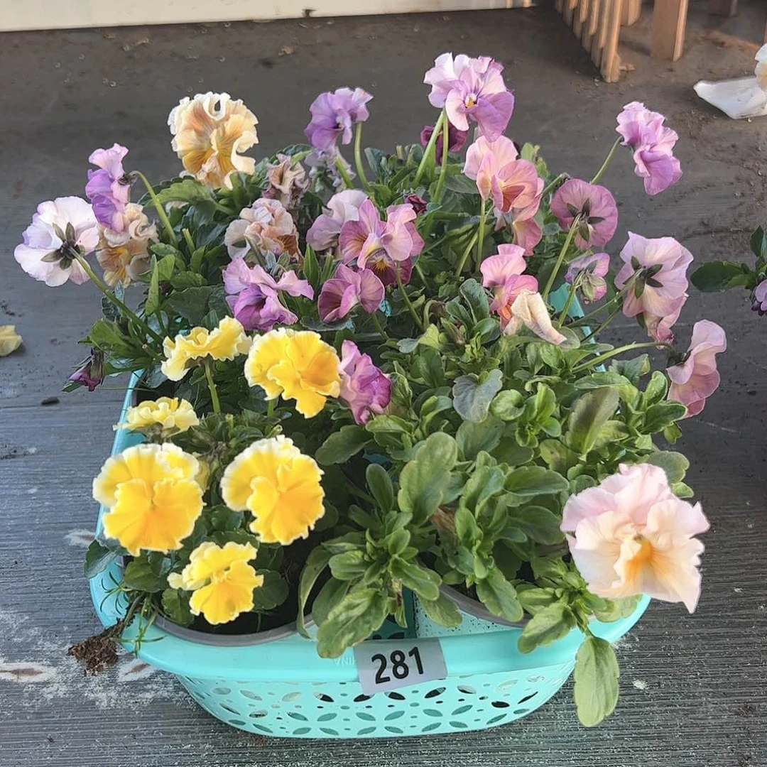 【闪购商品】281号