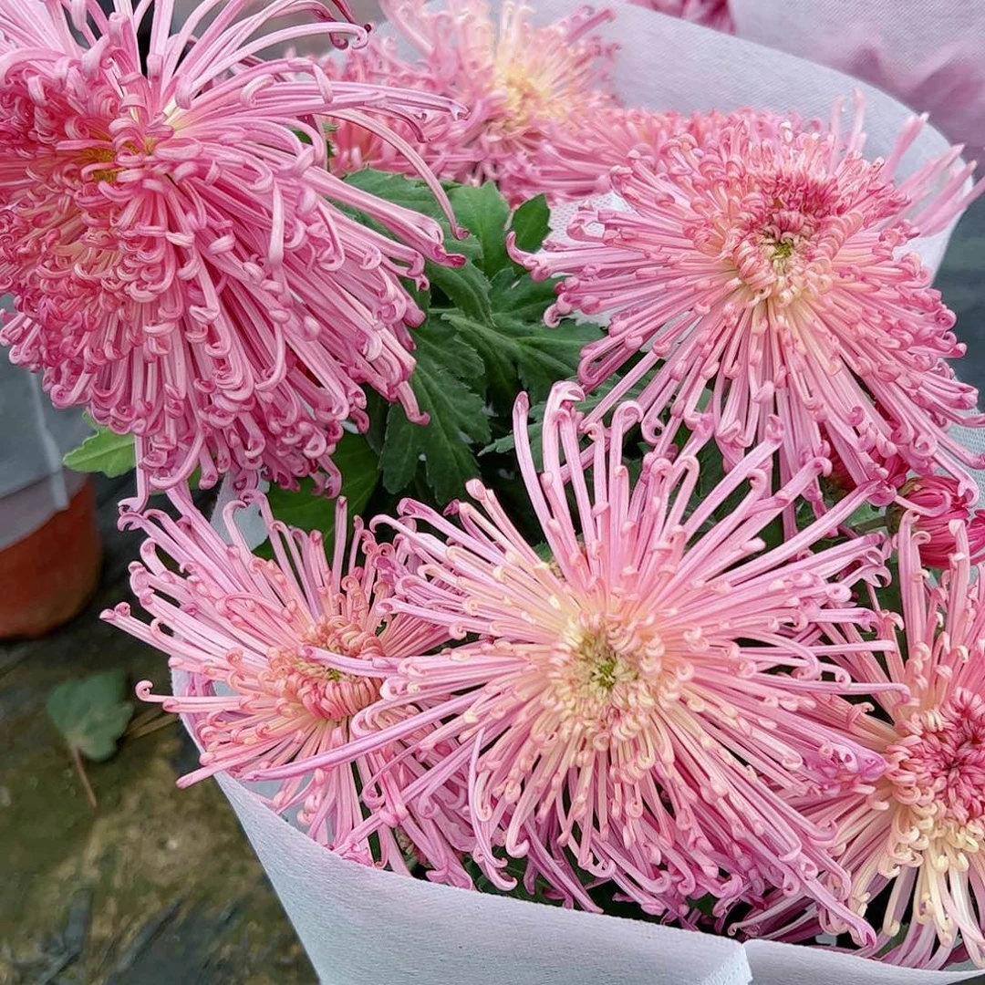 完全开放五彩缤纷丝