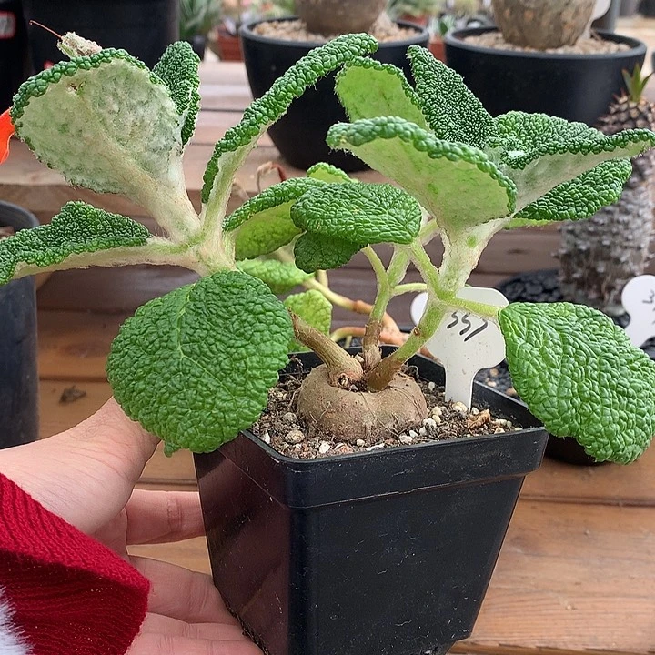 333断崖王子哈哈哈哈哈哈哈