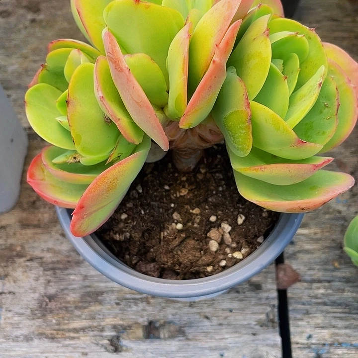 *****多肉植物发货碧桃