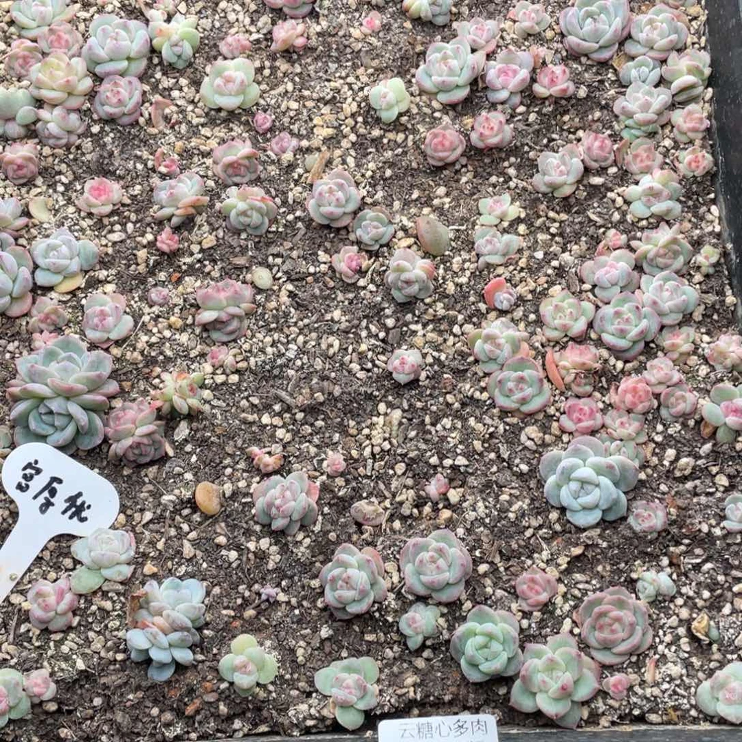 云糖心多肉植物148