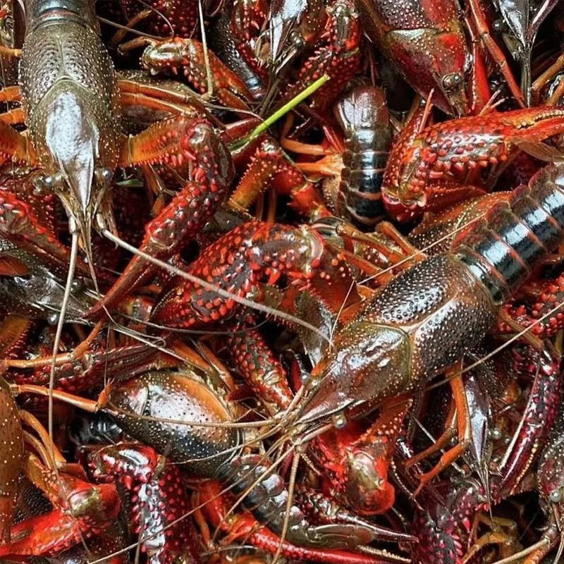 【默认洗杀、不洗杀需备注】鲜活小龙虾大青 约500g