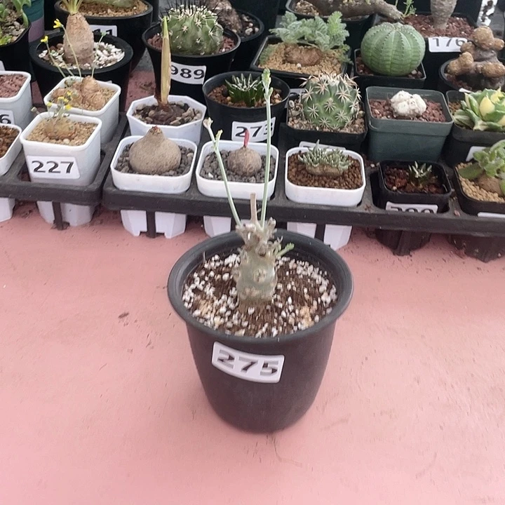 275沉香鹿茸块根,