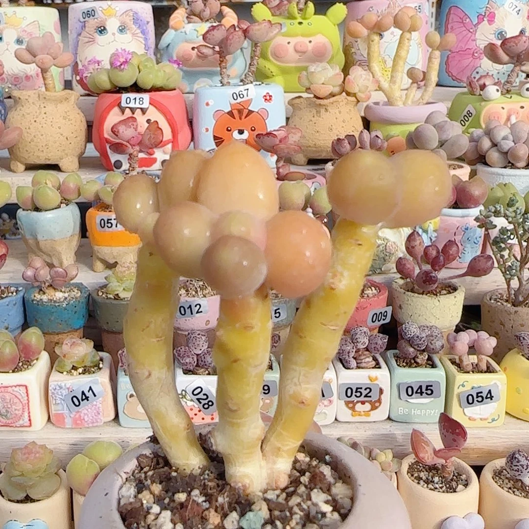 肥肥金蝉 盆口4cm