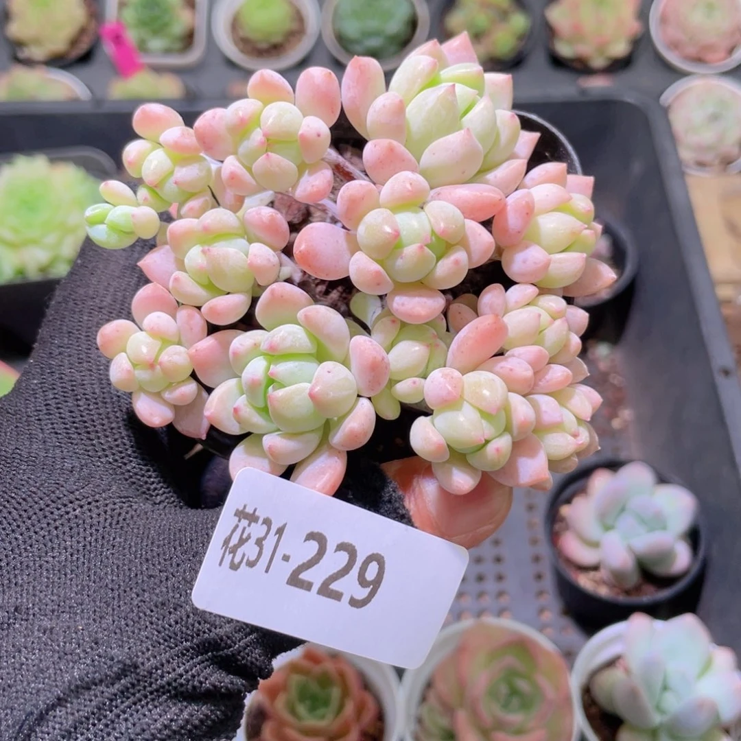 花利美31-229洛丽塔