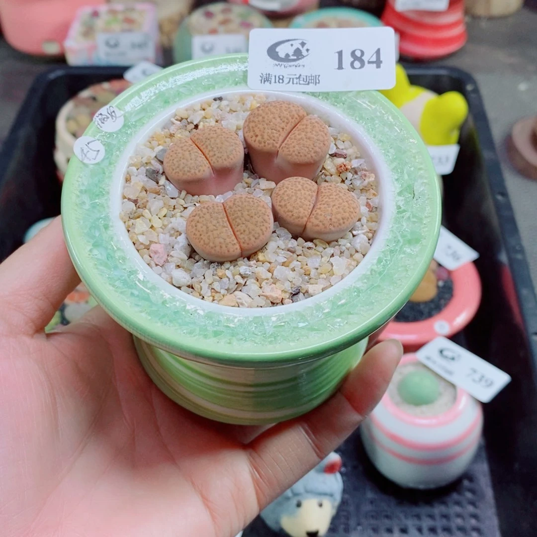 生石花花花花花花花184