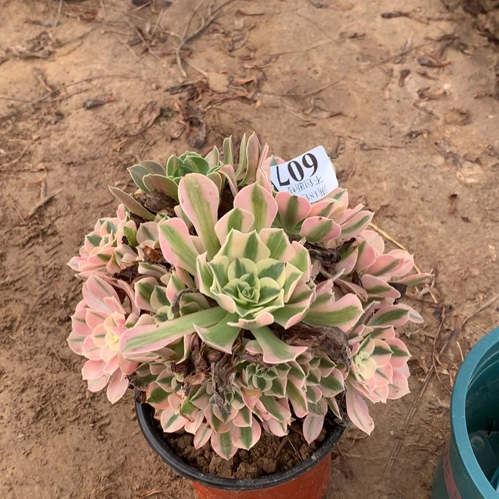 607粉女巫阴阳4号棚