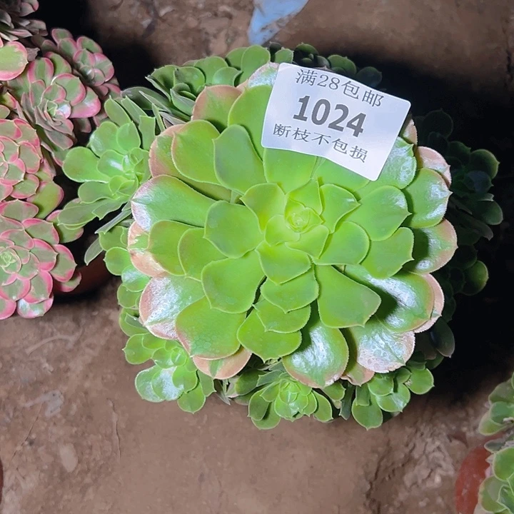1024香妃多肉植物保护