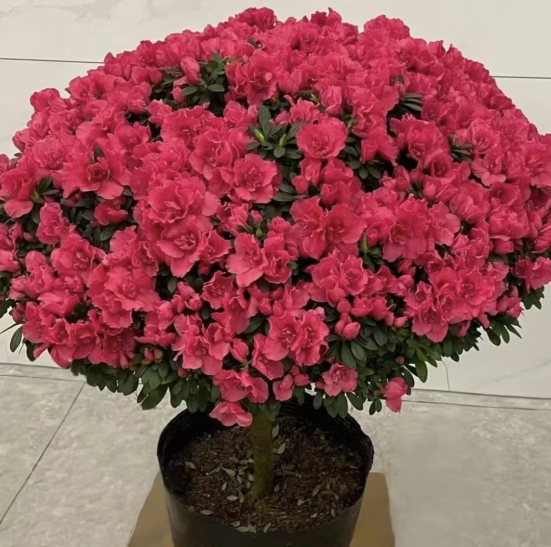 比利时四季杜鹃花室内庭院花园好养植物包邮送肥料