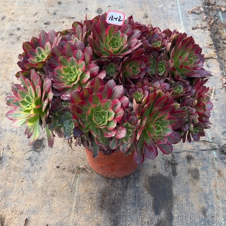 12-12安娜多肉植物