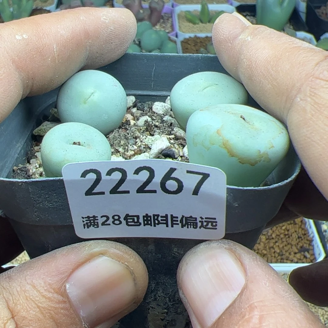 ?*霉大家过年好22267