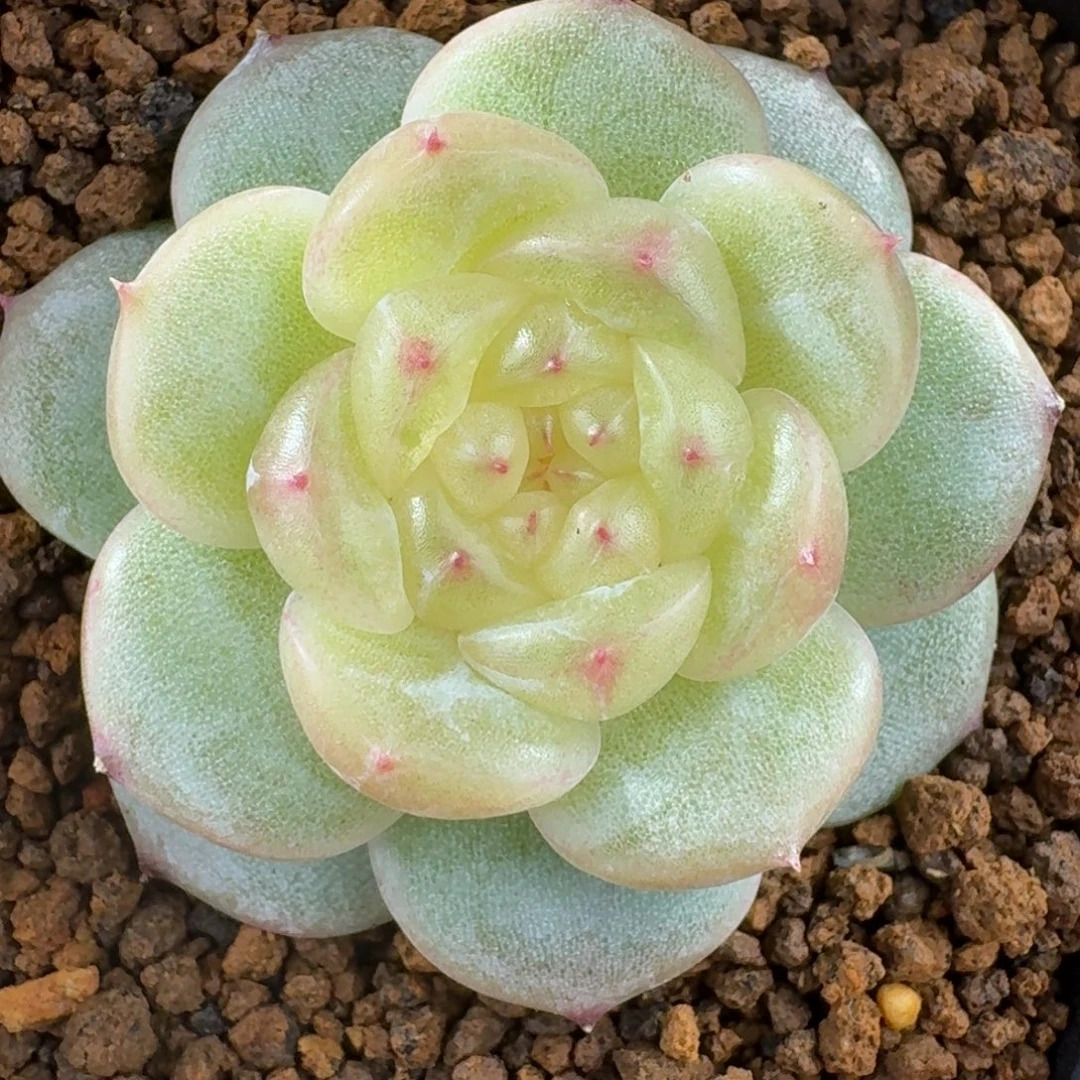 1230-2-6024单头一颗多肉