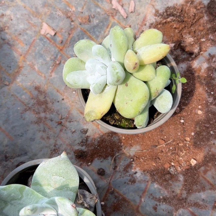 锦宸多肉～一物一拍976