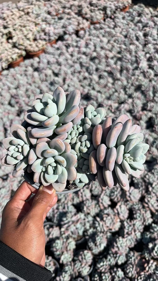 香水洛神 花开花卉多肉植物 栽种养护 裸根