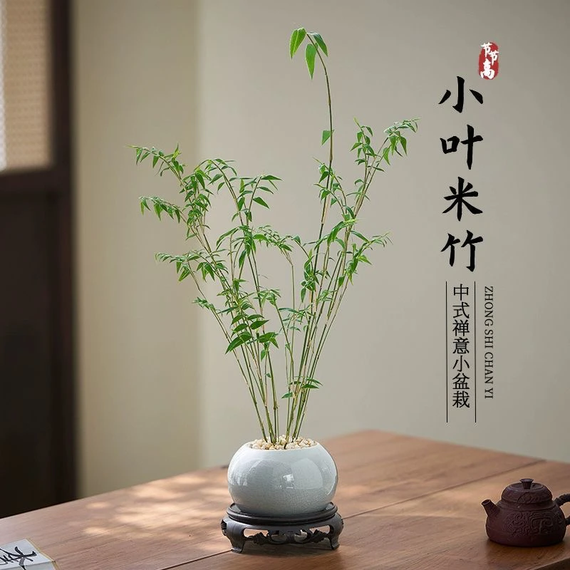 米竹盆栽室内客厅书房禅意竹子懒人桌面绿植观音竹植物盆景苔藓球