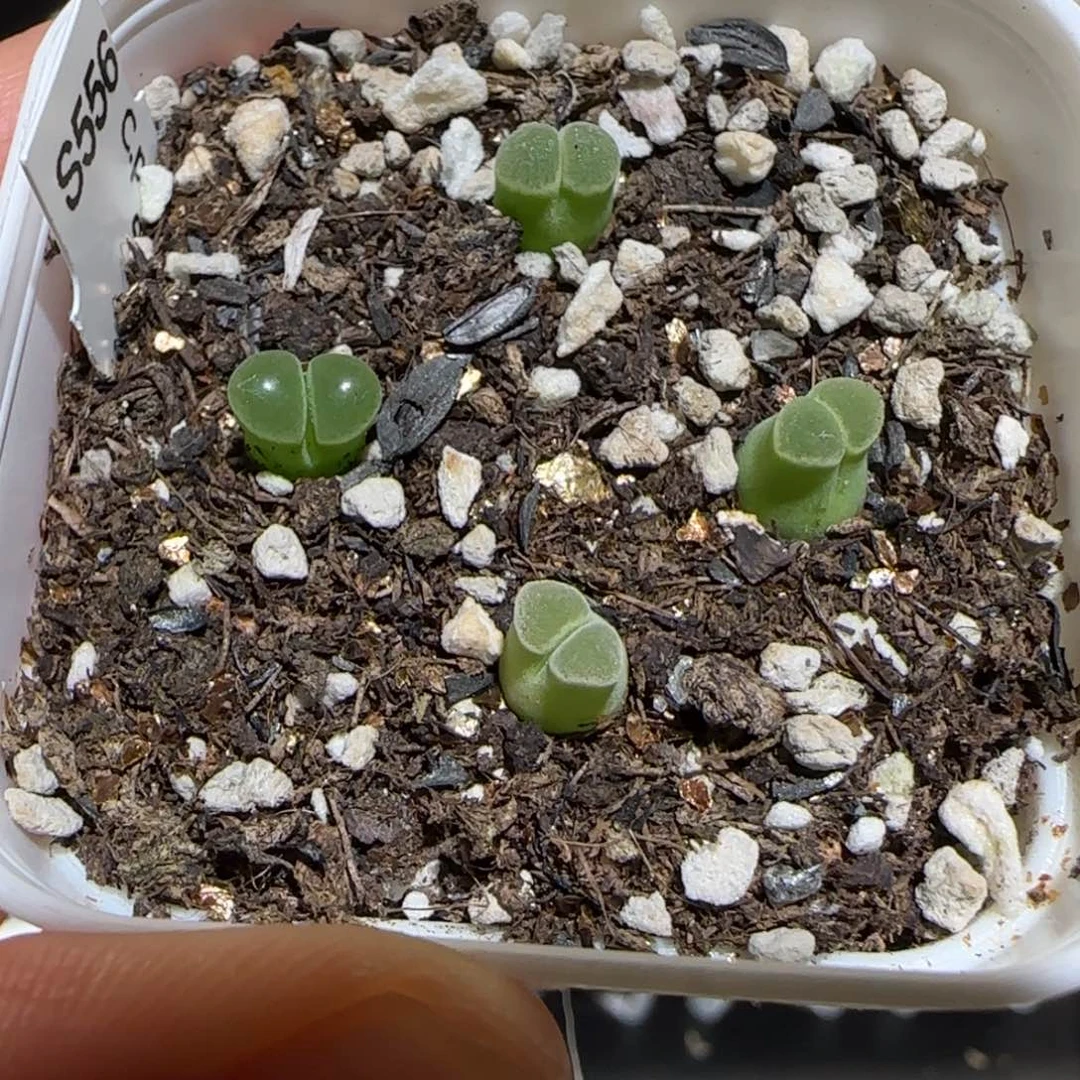 肉锥多肉植物百科-极窗一盆1138