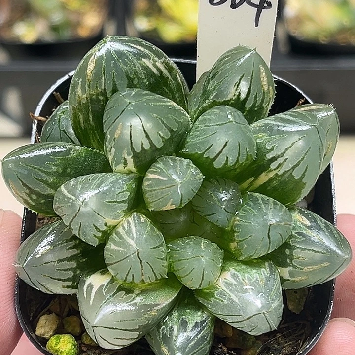 304双头大窗变异龙爪玉露锦