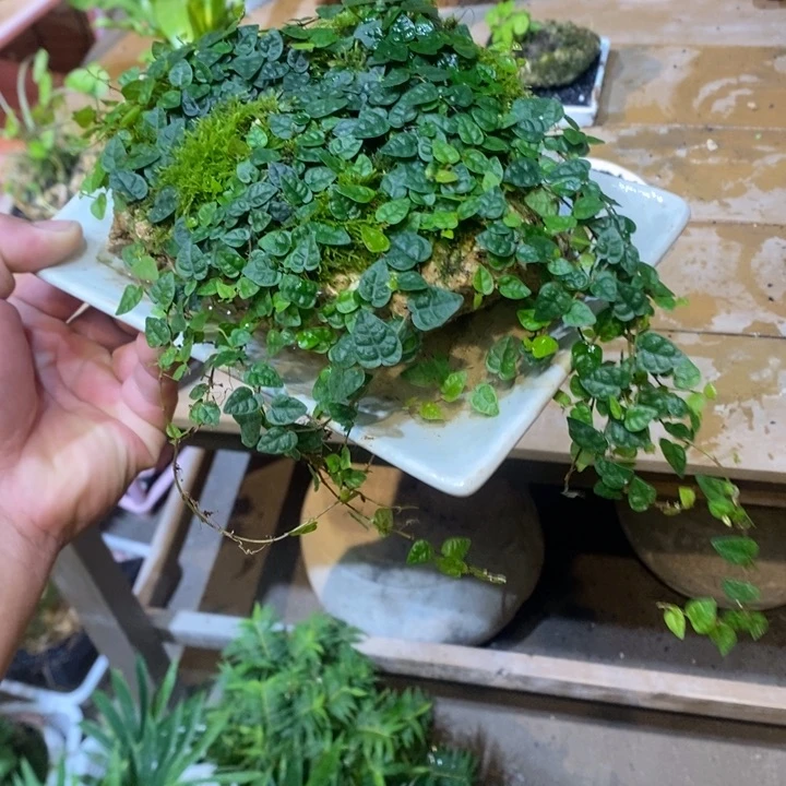 我****员退款拉黑一物一拍177