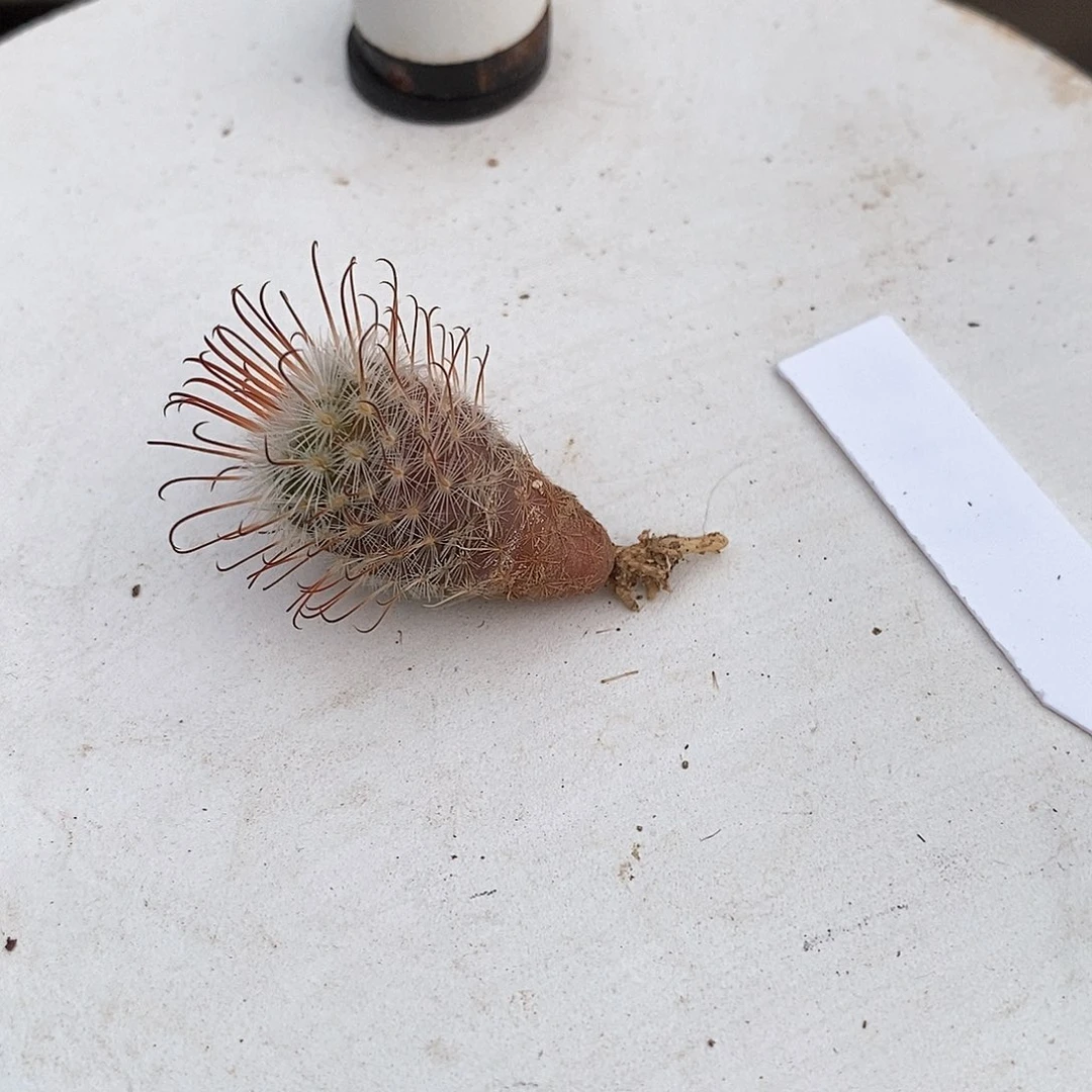 ****花花花花花花花花