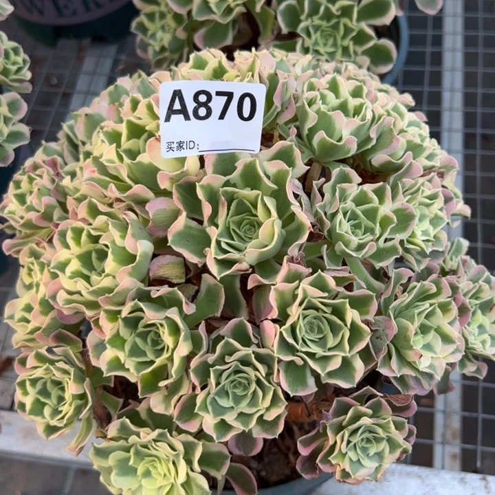 870白凤25厘米左右