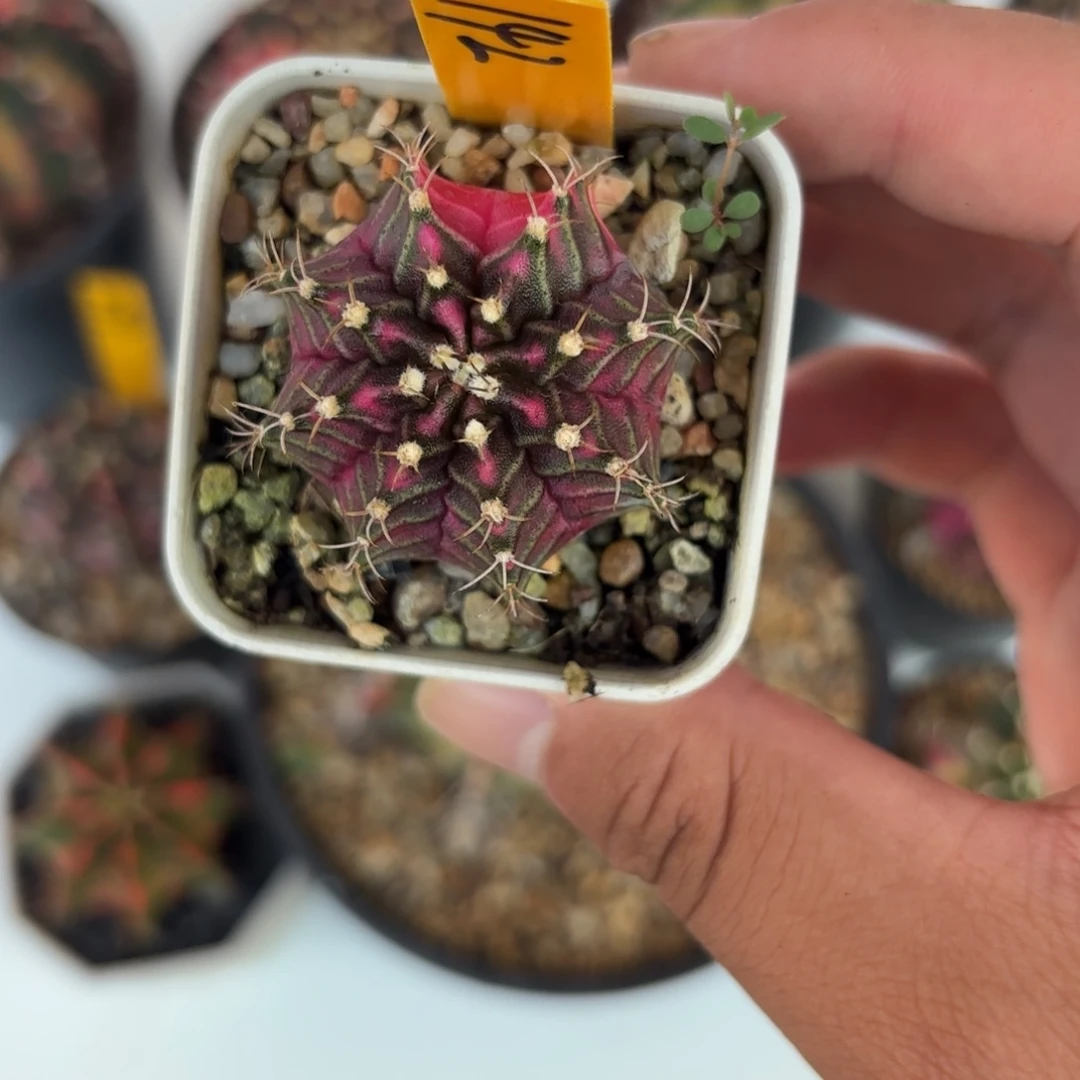 142-1216泰国发货多肉