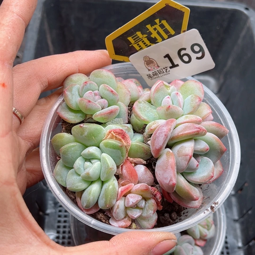 多肉植物多肉植物