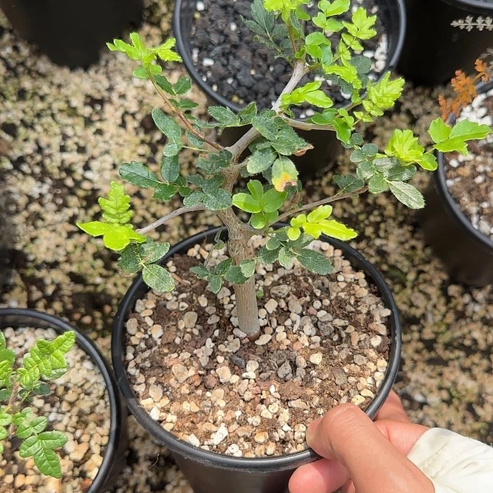 滔天橄榄实生带盆