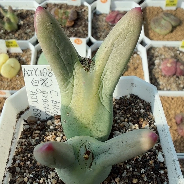 半**田多肉植物多肉植物599号