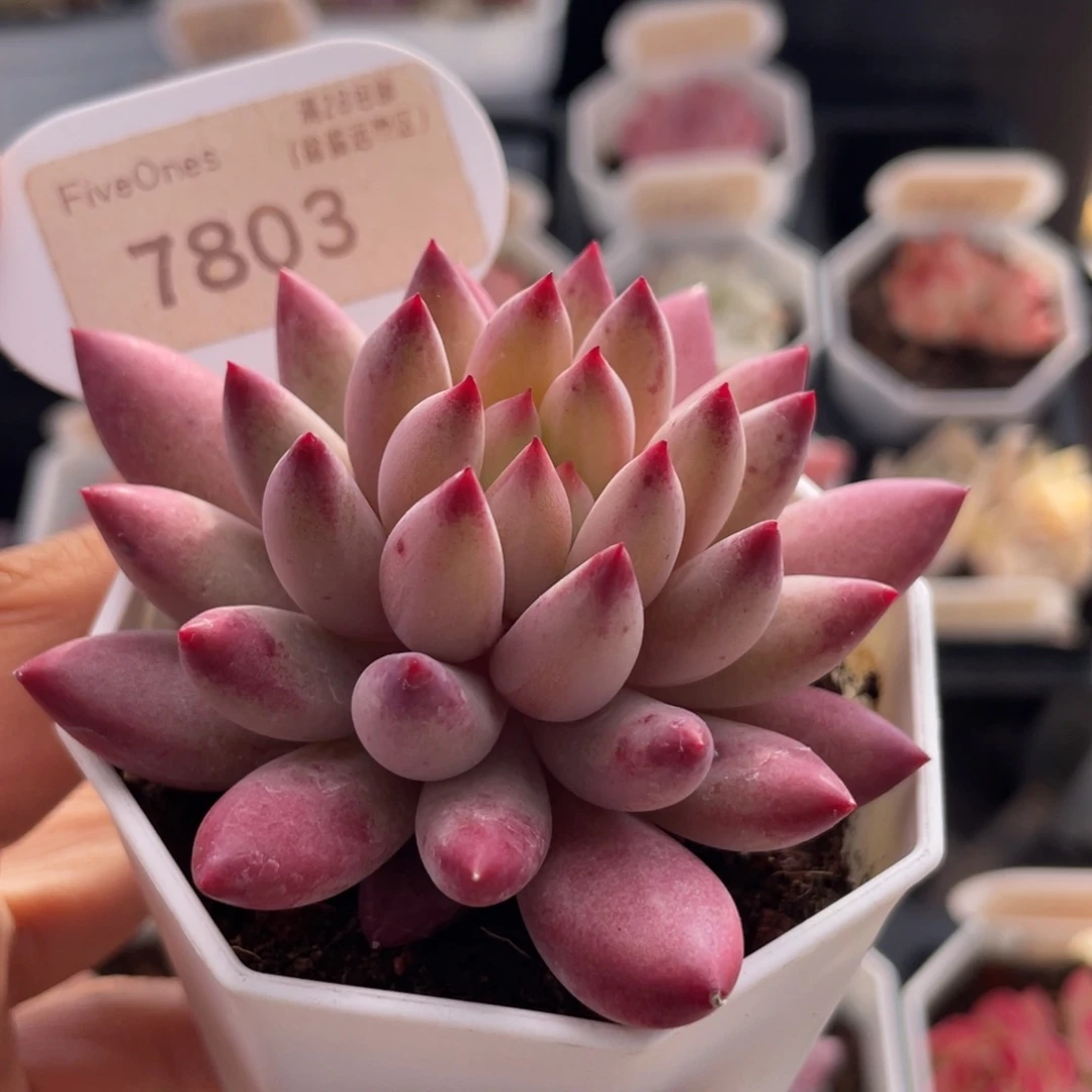 金鱼姬7803-7.5厘米