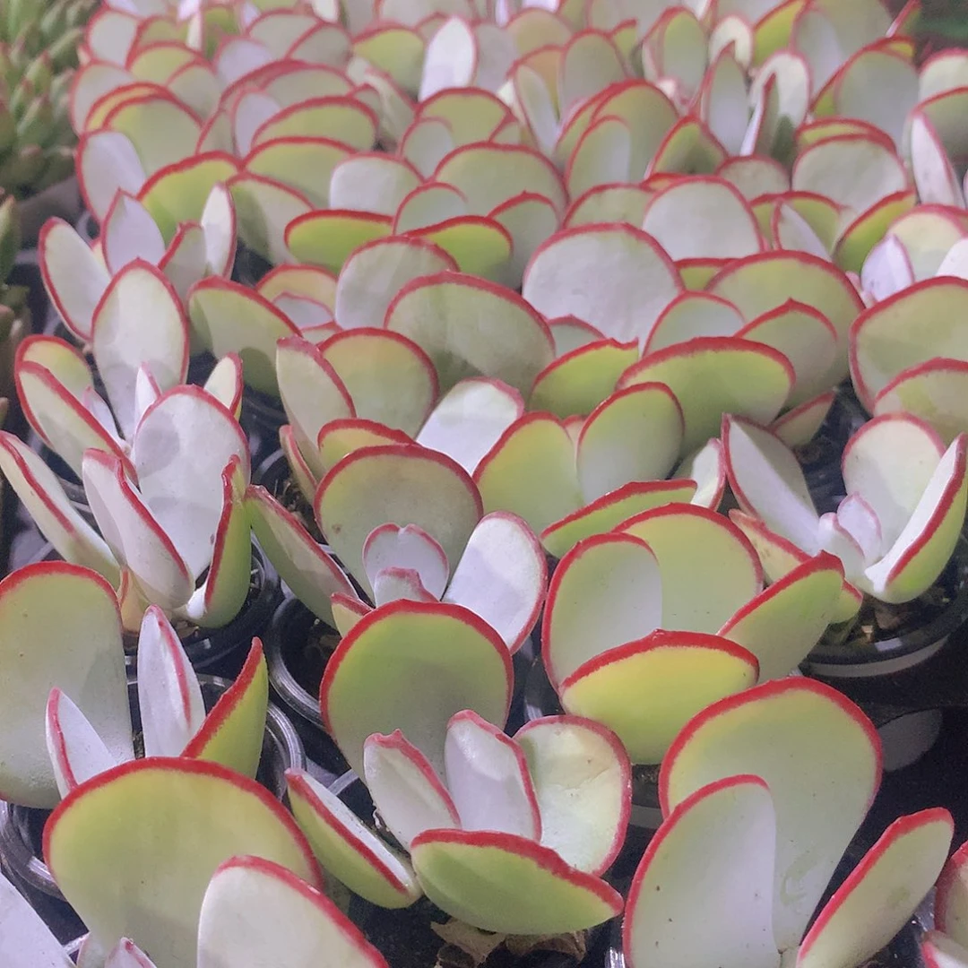 三颗白眉245678990000000