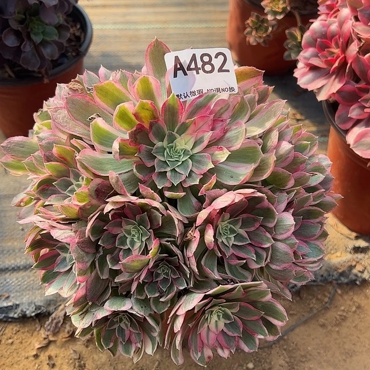 孔雀翎多肉植物482.