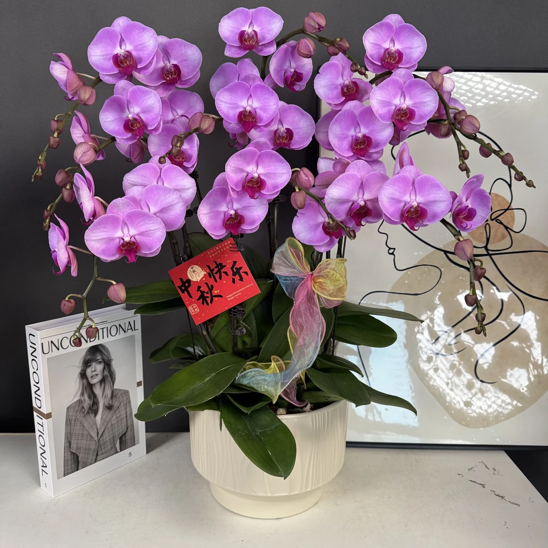 【醉美人】欧品 胭脂粉香芋紫色系花花 贵货好养蝴蝶兰鲜花高端花卉
