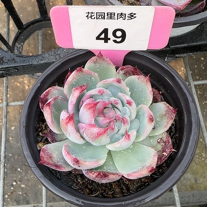 49 惊鸿仙子多肉植物6-9cm