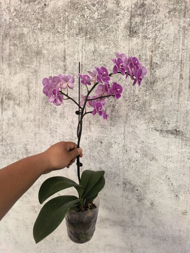 红豆，全开花款，带分叉，蝴蝶兰盆栽3.5寸杯开花株