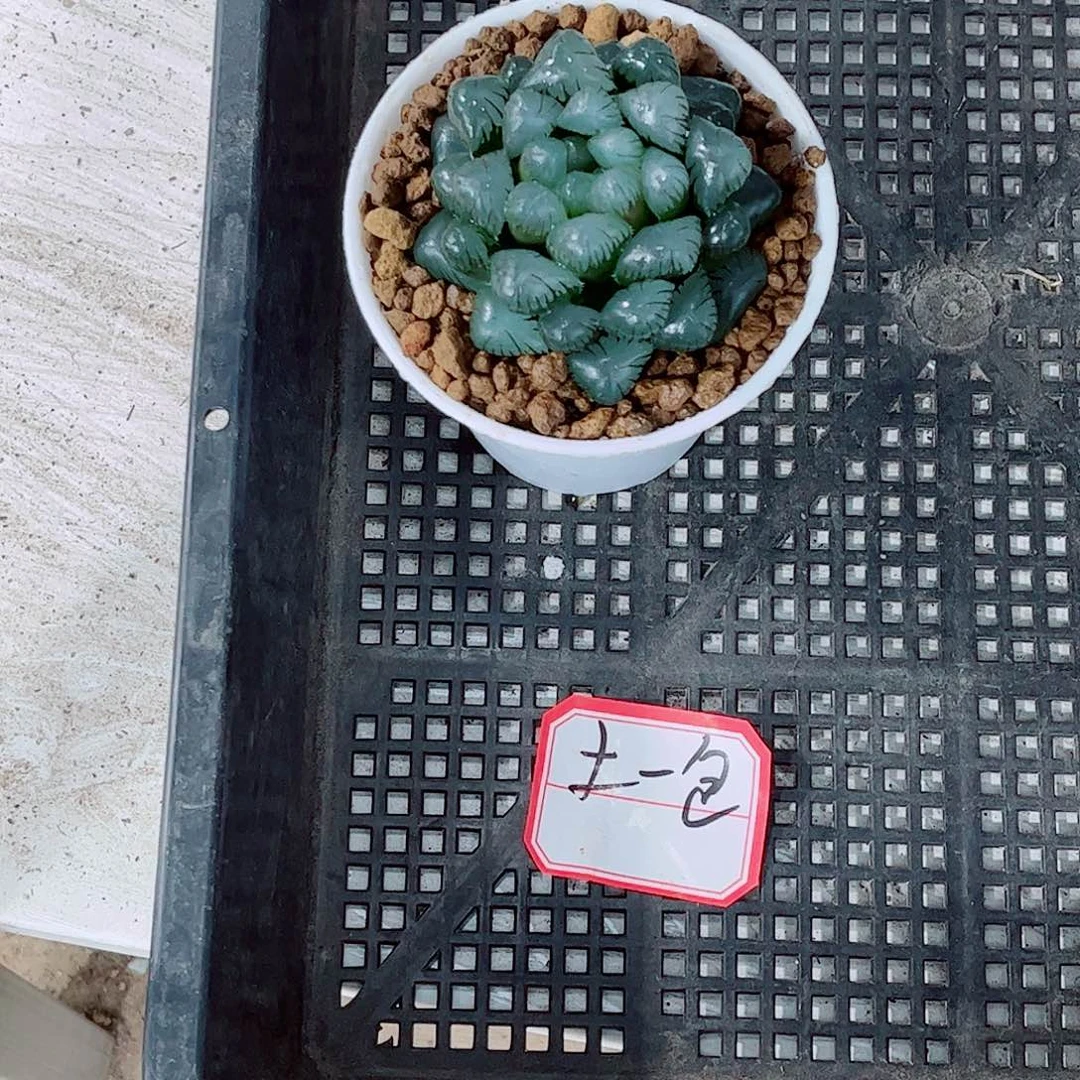 潘氏玉露一勿一拍