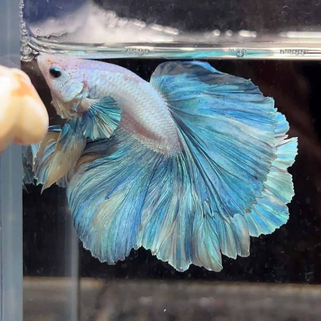 斗鱼24号破价清缸蓝绿相间