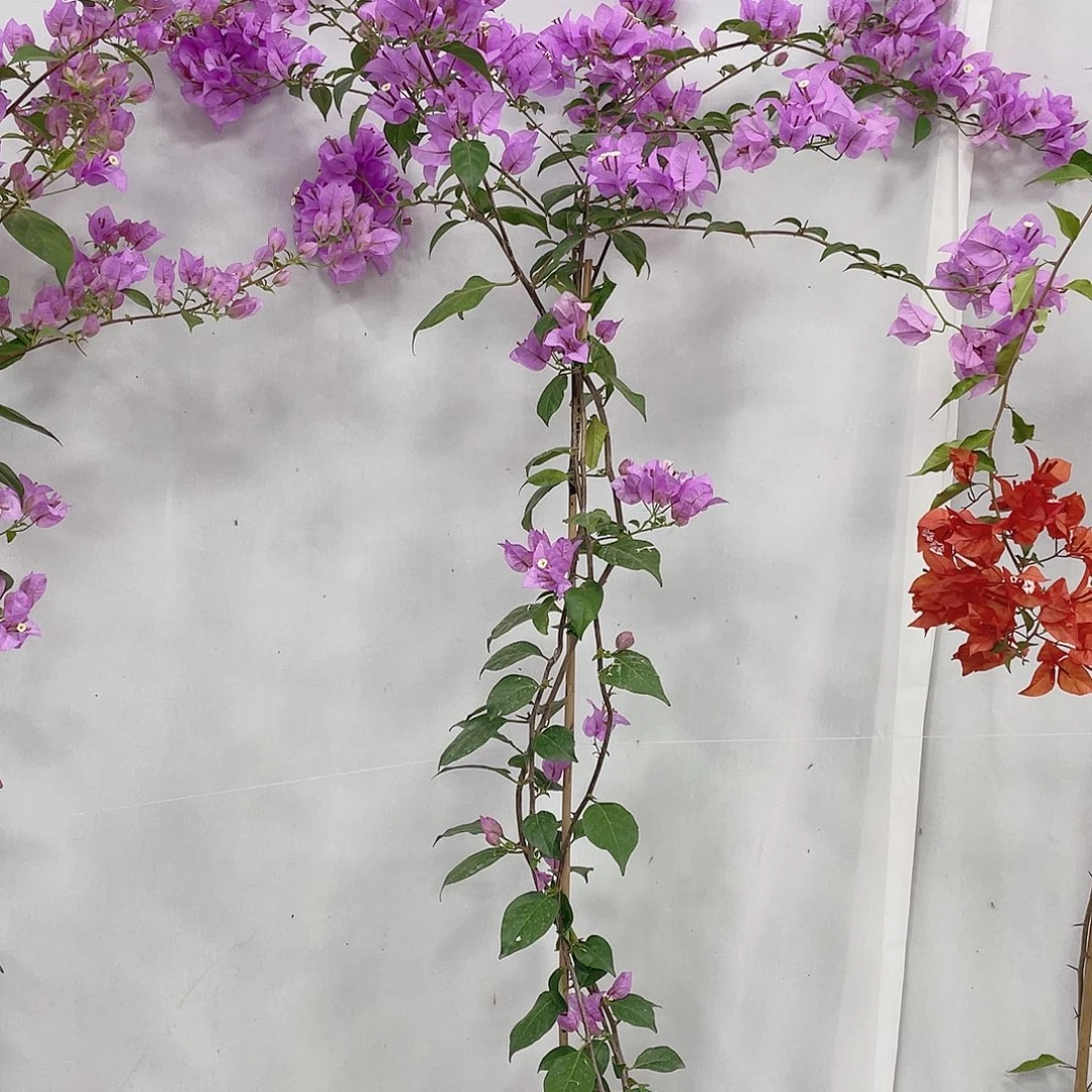 完全开放巴西紫的