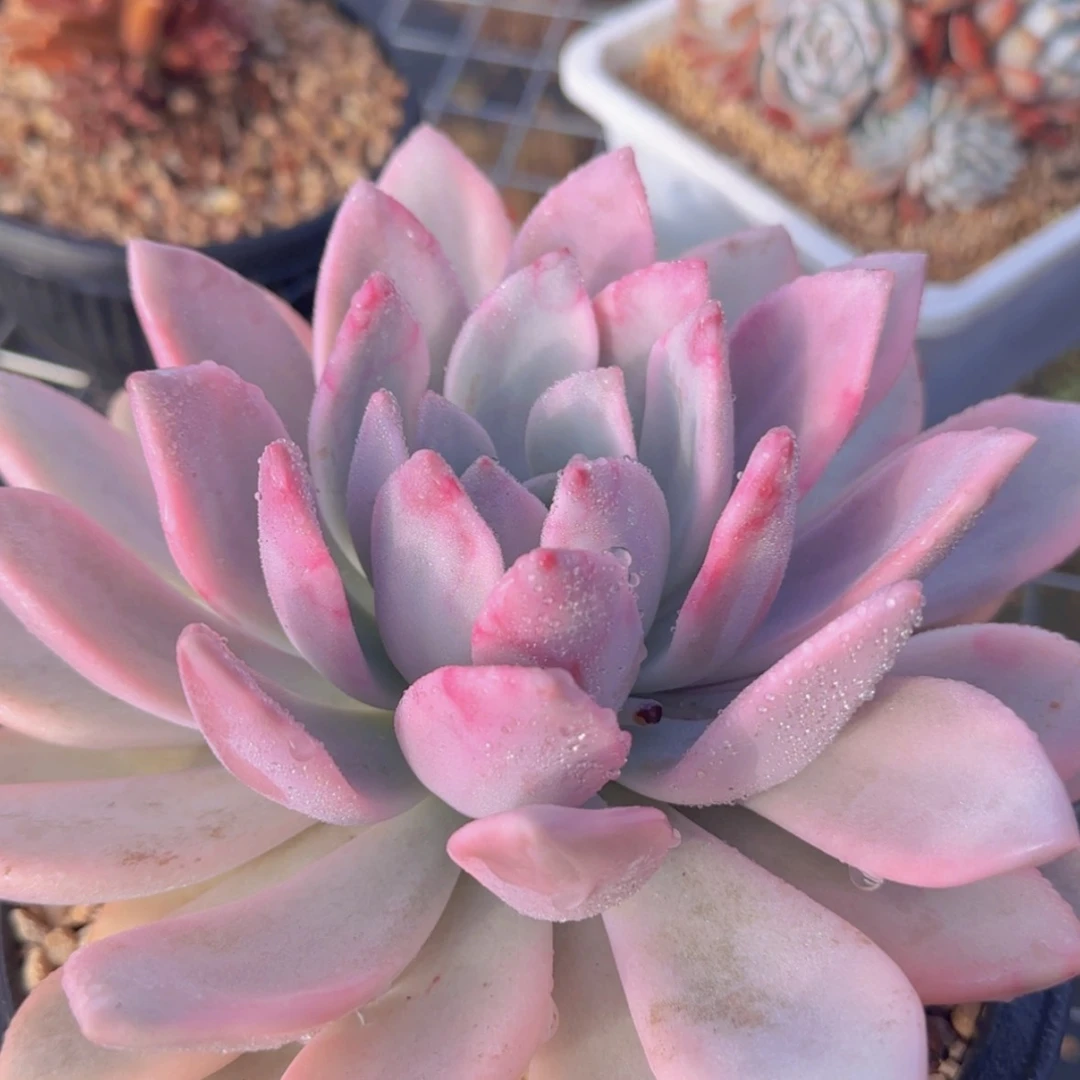 【闪购商品】母本奥普锦