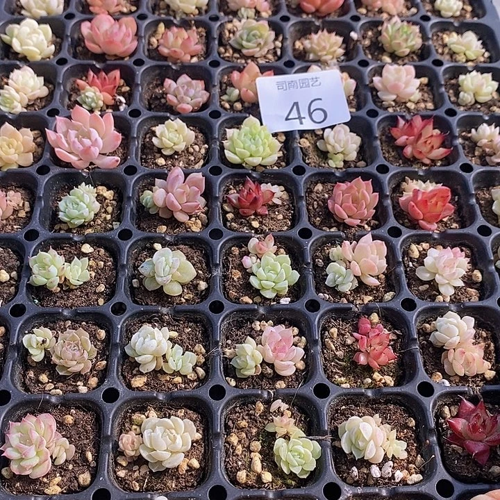 46 多肉植物盆栽花卉