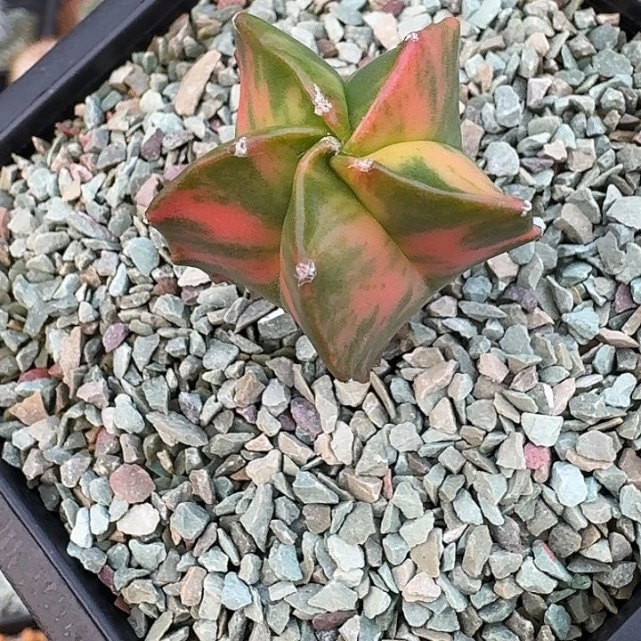 五角鸾风玉锦多肉植物