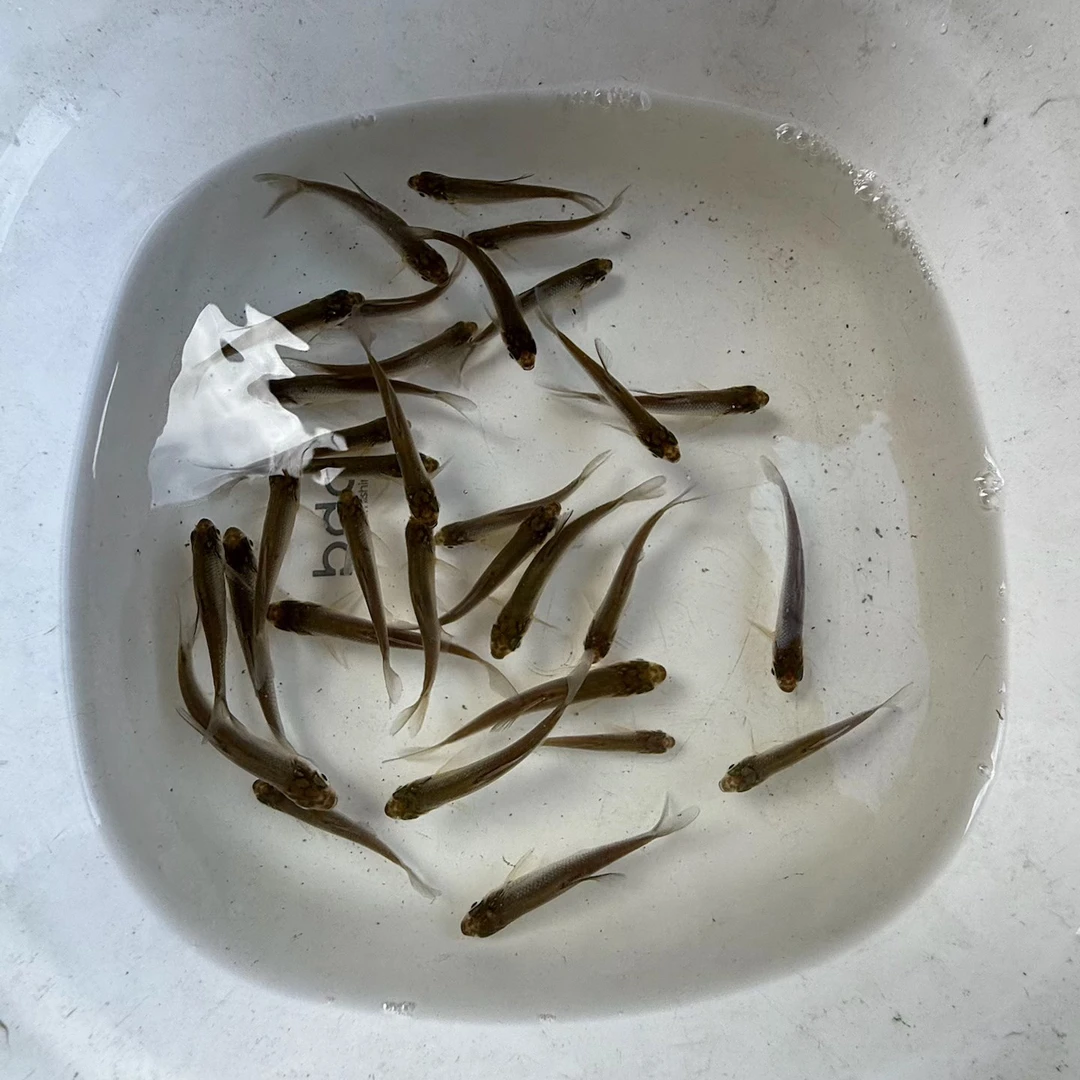 武昌鱼扁鱼苗四大家鱼淡水活体水族观赏鱼苗