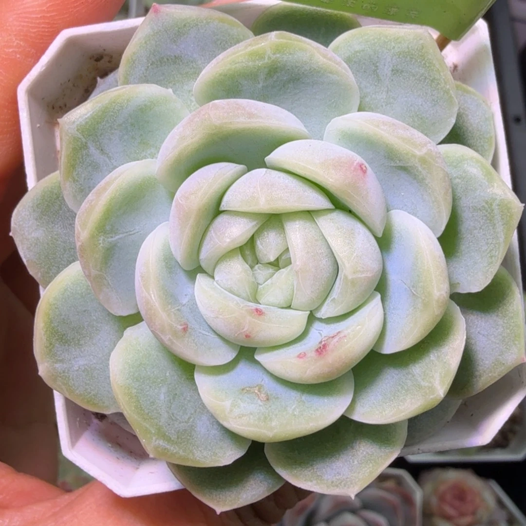 明***昭蜡像单头一物一拍